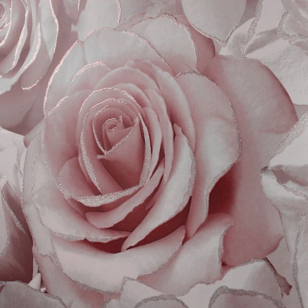 blush rose wallpaper