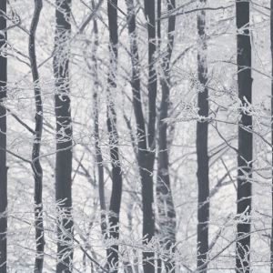 Frosted Wood Wallpaper - Arthouse 670200