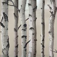 Birch Trees Wallpaper - Cream and Silver - Fine Decor