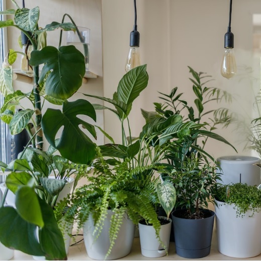 Plants At Home