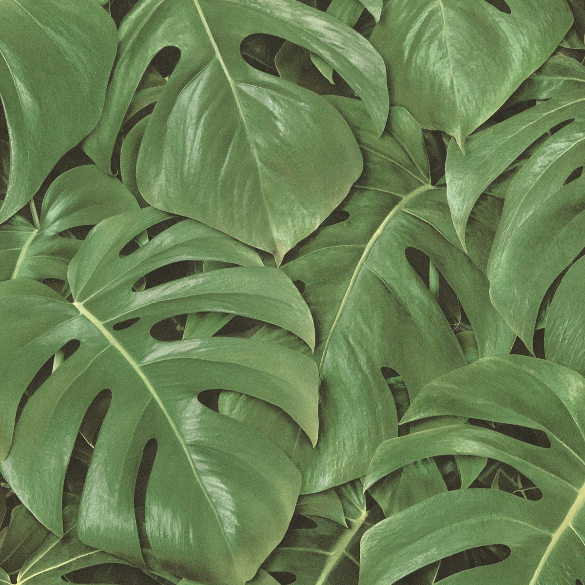 Cheese Plant Leaf Wallpaper - Green - Rasch 441802